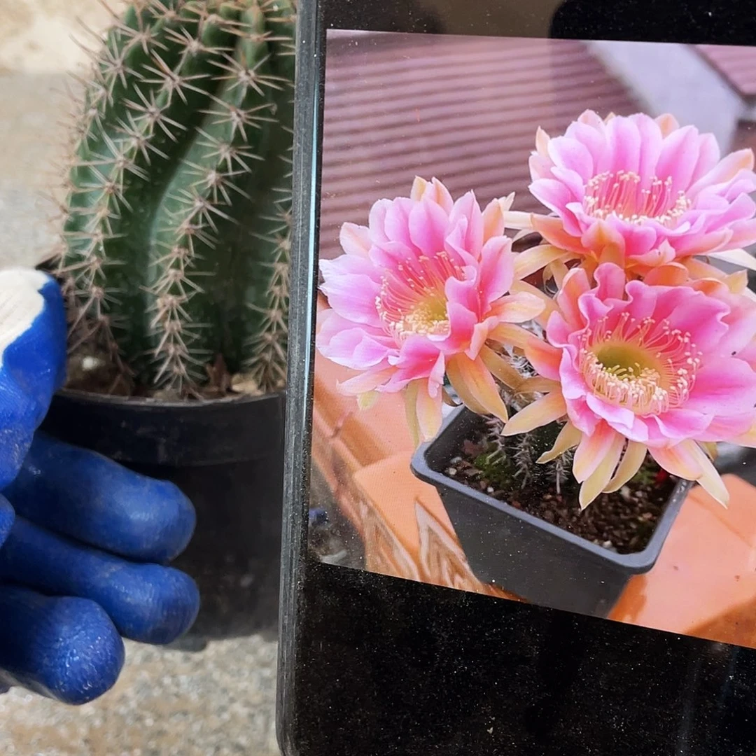 Cc275自根球5公分以上满18包邮