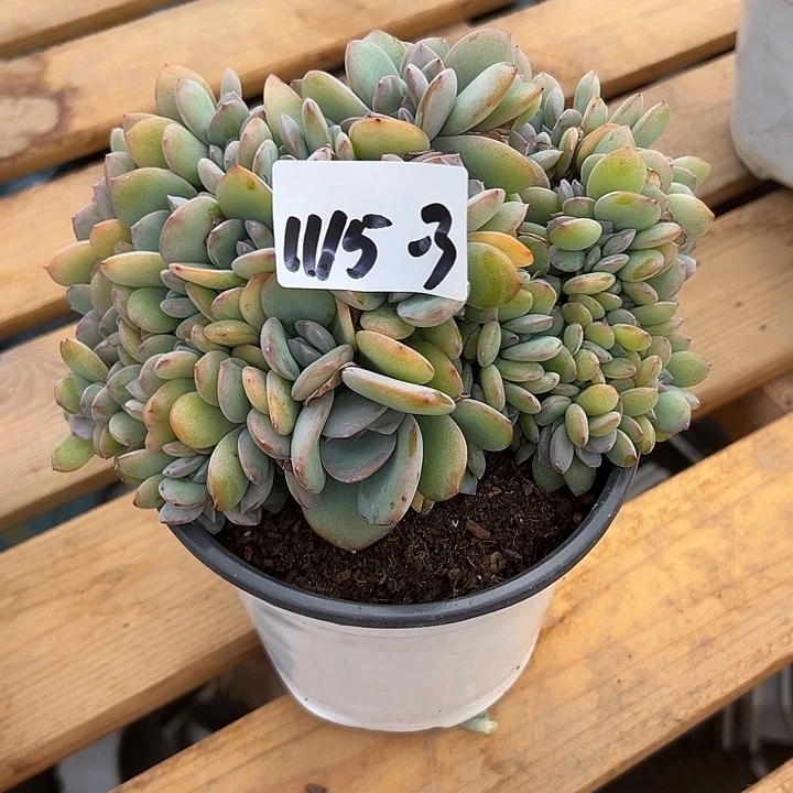 z***z1115-3白凤缀多肉植物
