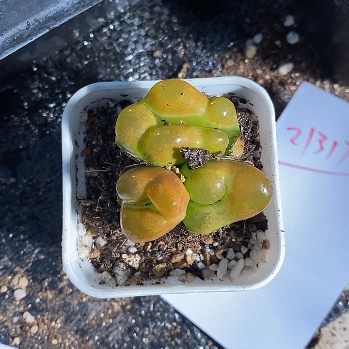 21317。      变异怪。