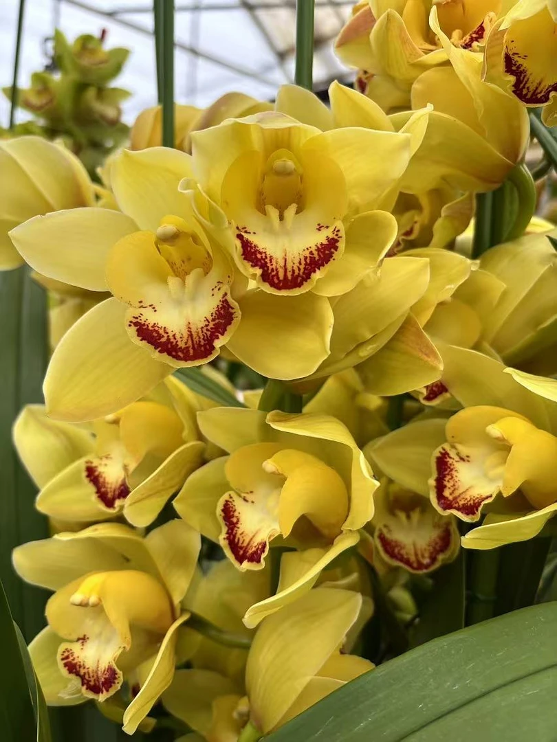 《寻花觅语》<黄金岁月>高端（天冷拍保温不拍冻了不售后）10%不售后