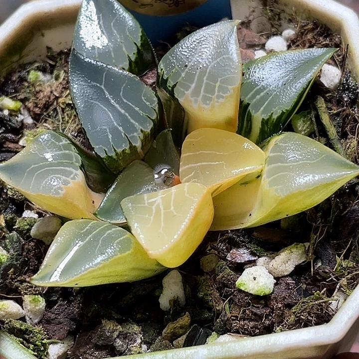 676花影锦特选福利