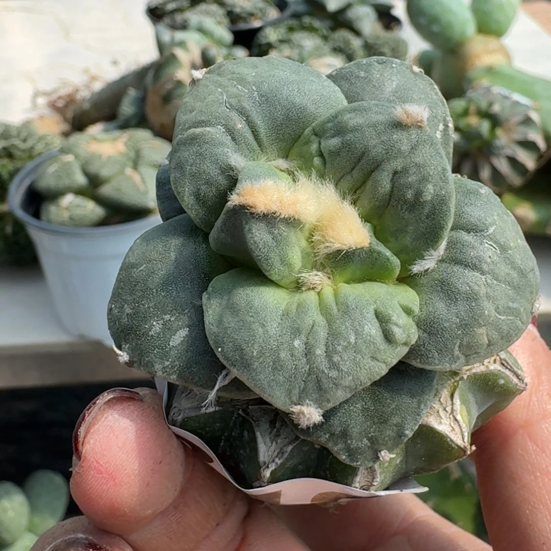 【闪购商品】无花朵3**9大尤怒310