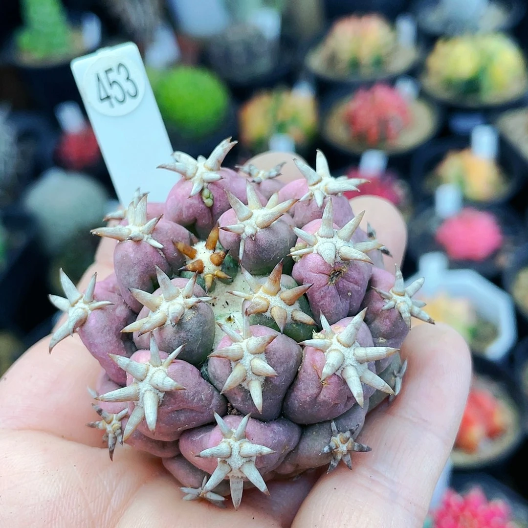 天***球自根非偏远地区满25包邮仙人球