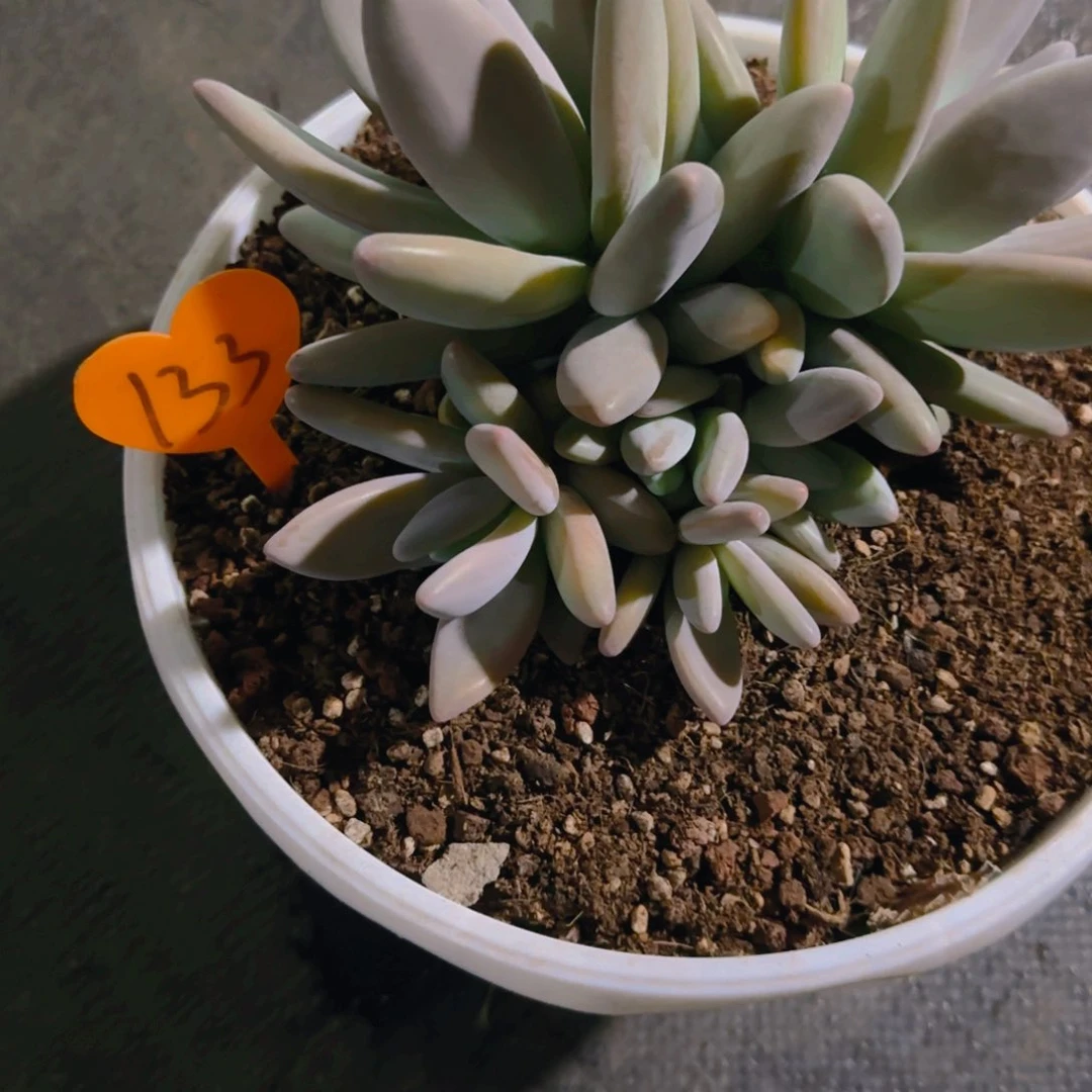 嗳*133多肉植物一物一拍