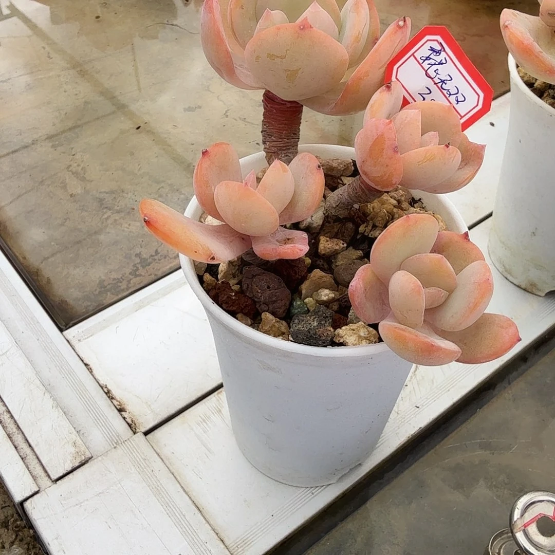 魏***双白凤多肉植物一颗