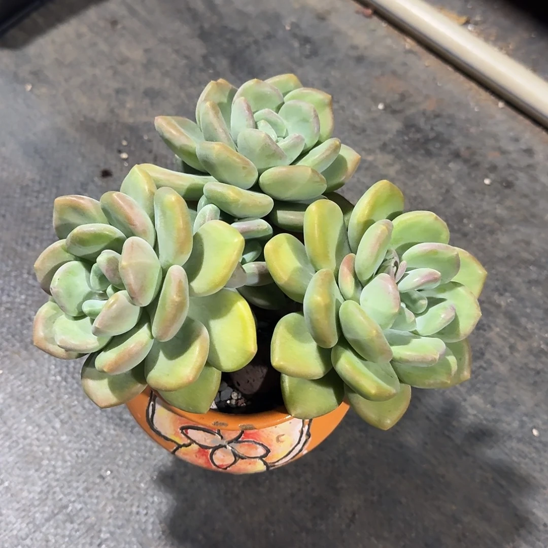 芒果冰模特。