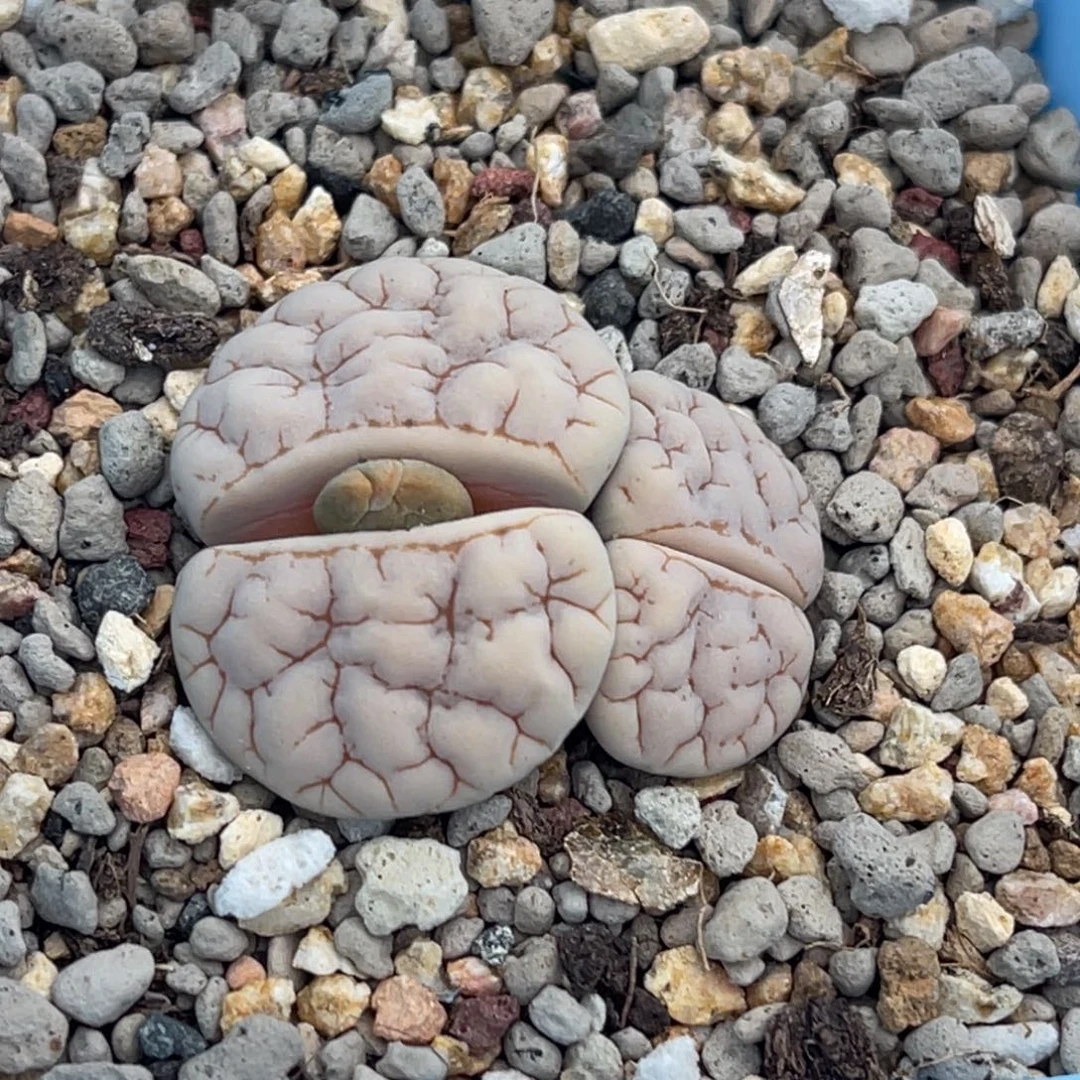 7621双头脑纹189一颗