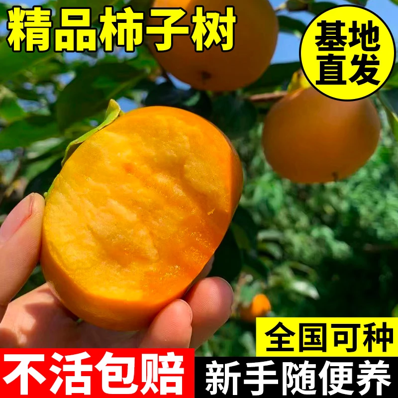 柿子树南北方种植柿子树苗火晶柿子柿子树苗正宗脆甜柿子特大柿子