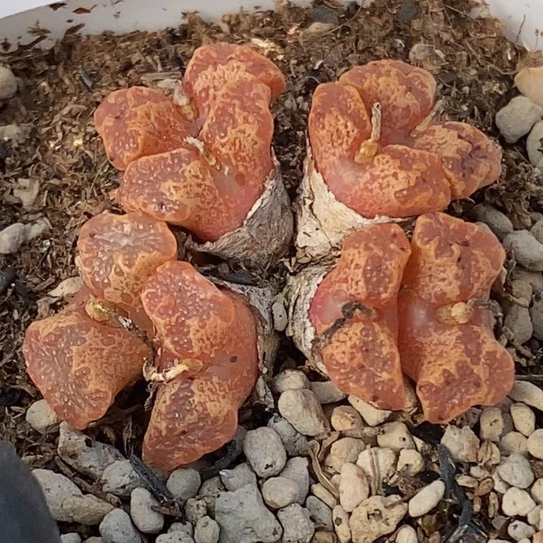 桃喜花园0313-6蝴蝶勋章