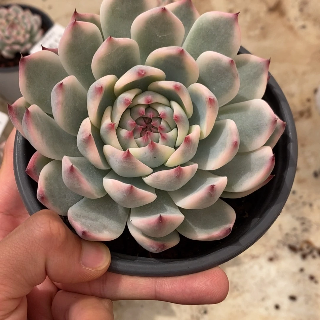 吉娃娃锦多肉植物9617