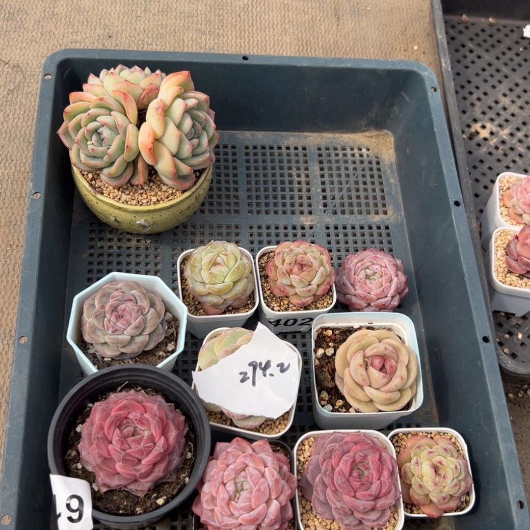 Y****中多肉植物组合盆栽