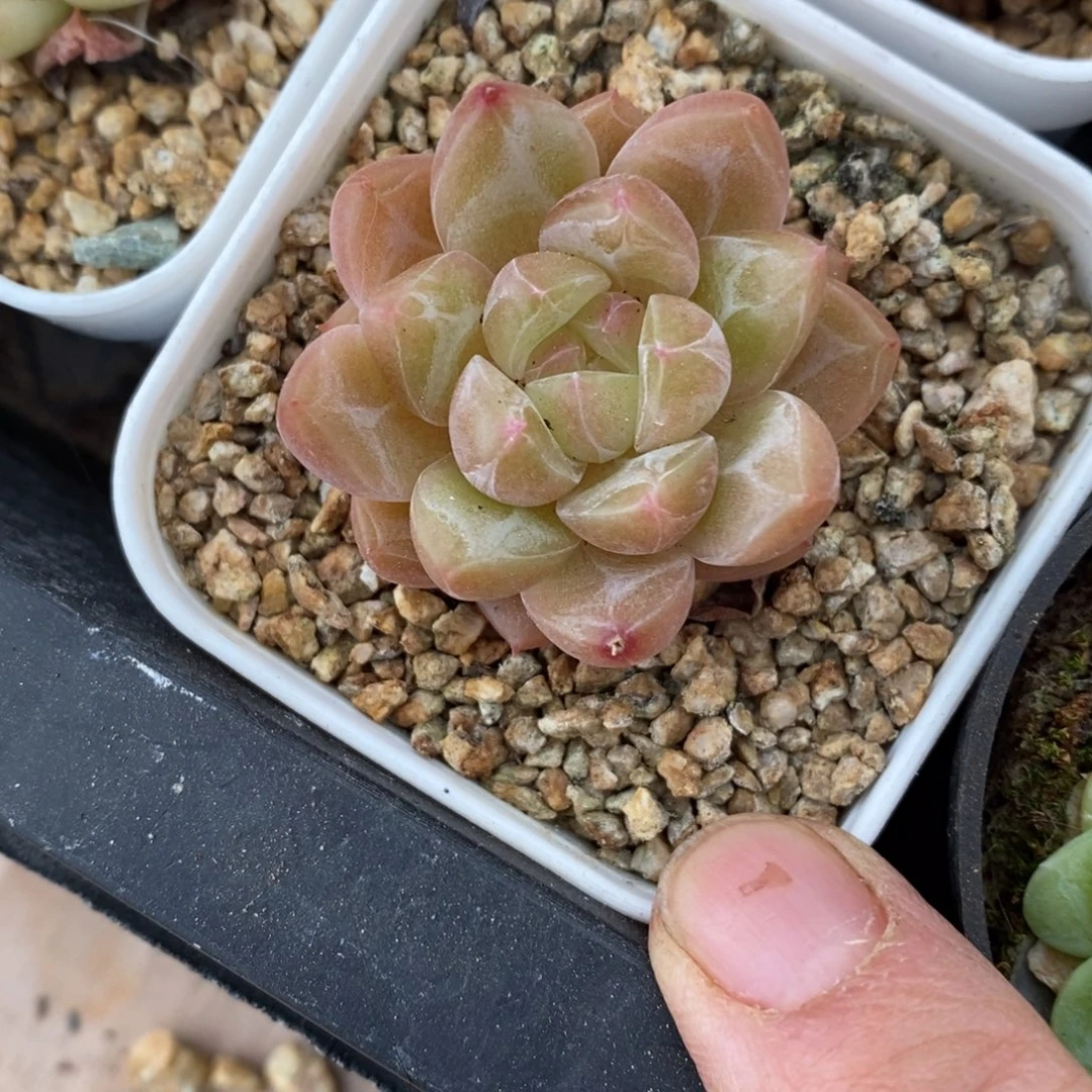 精品多肉一物一拍不包整334