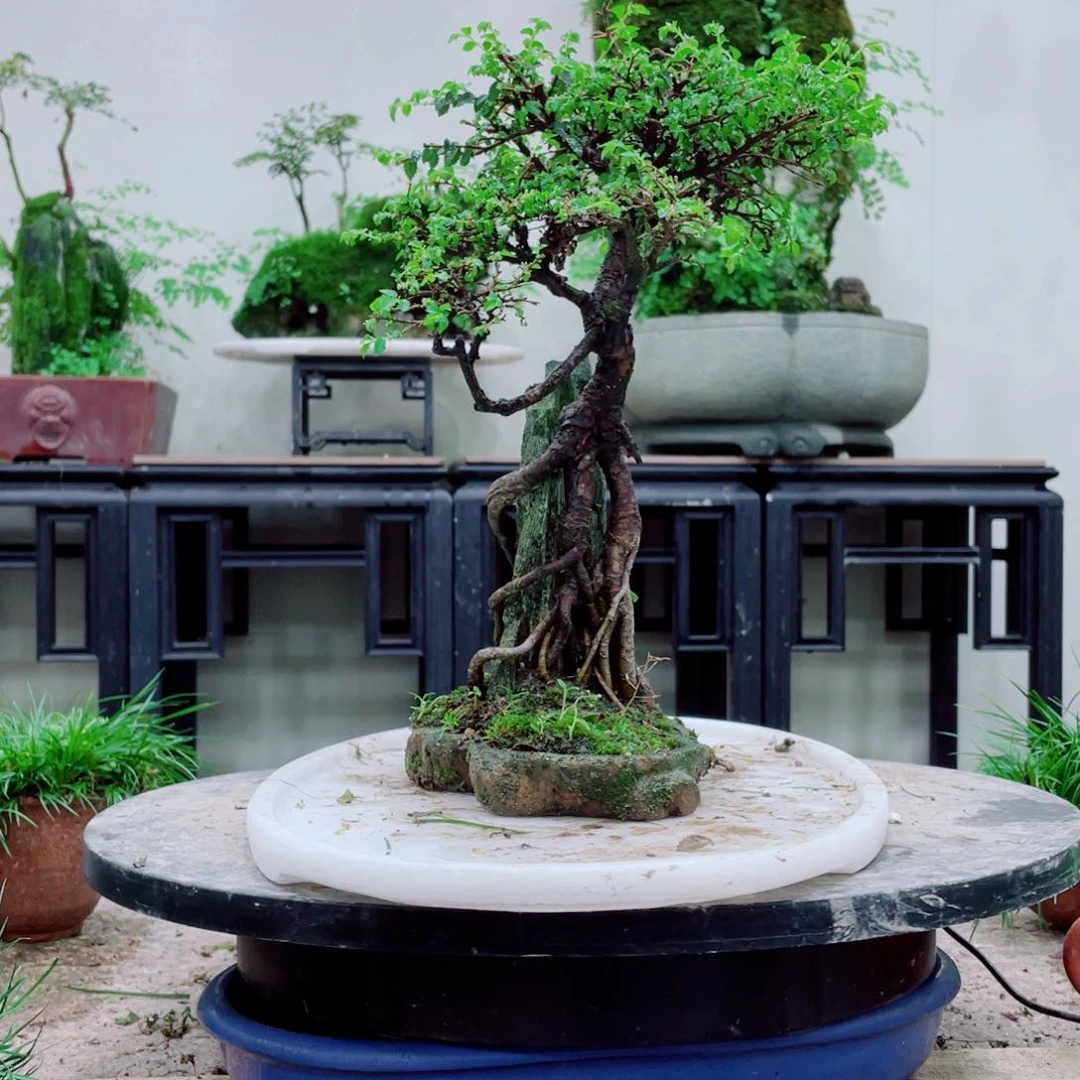 无铅玻璃凯*铁线蕨等植物的生长发育和生长