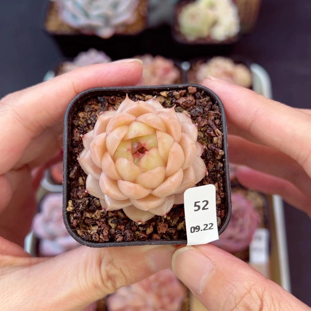 黄油52、哈哈哈哈哈