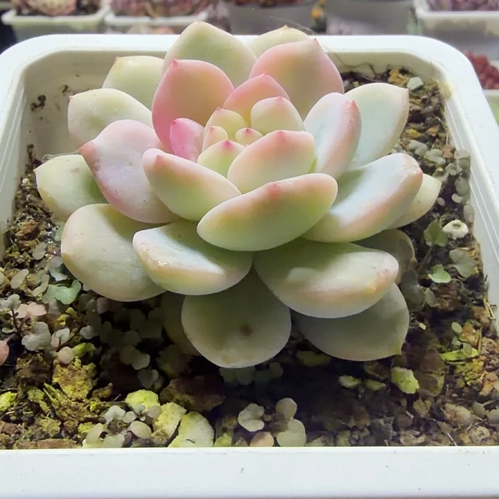 梦露锦满12.9包邮