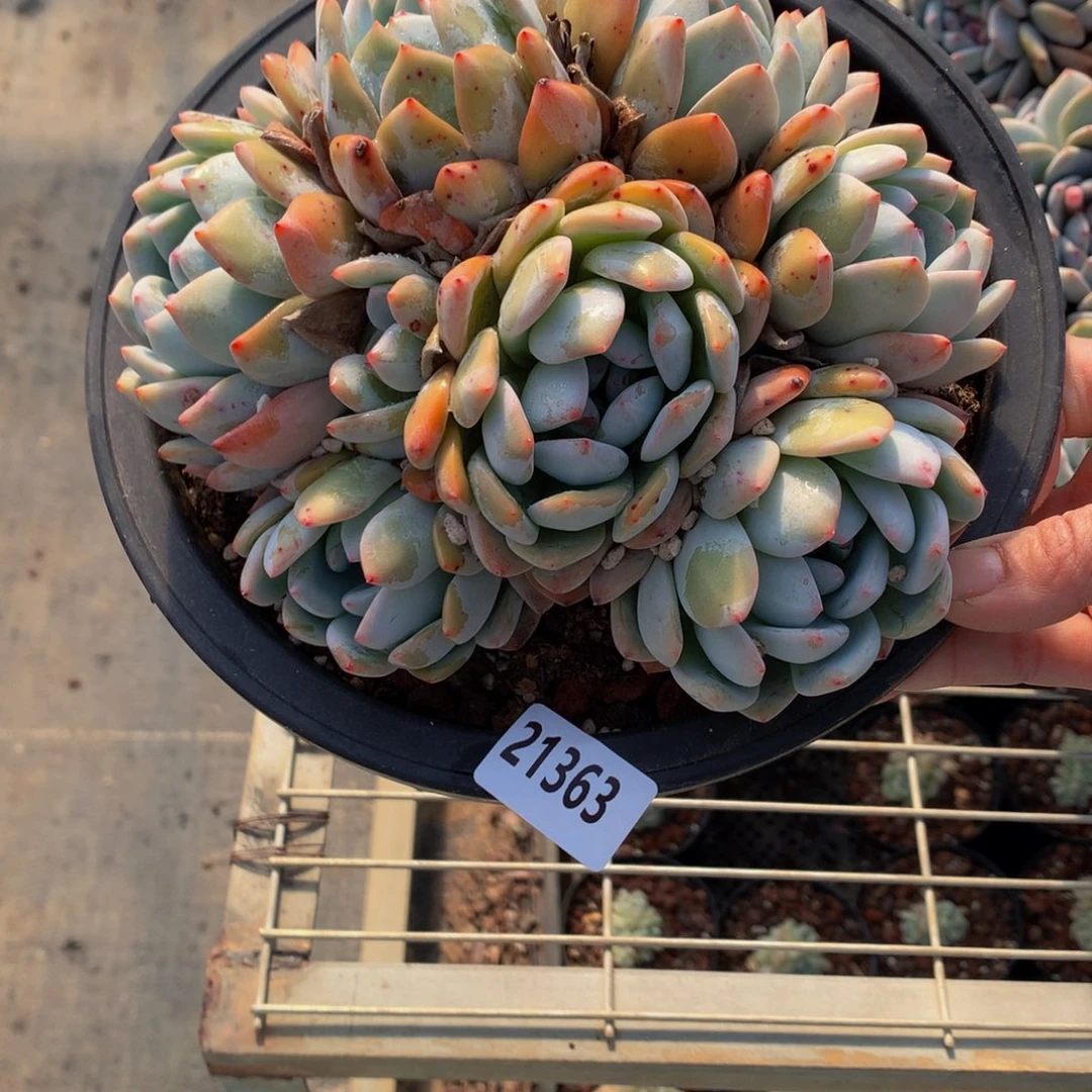 彩**.21363多头一个嗯嗯嗯嗯