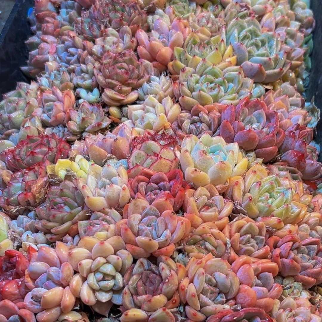 846多肉菜市场上有很多的