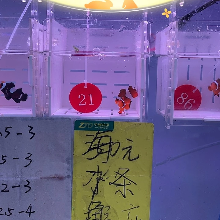 海水鱼精品黑边小丑鱼