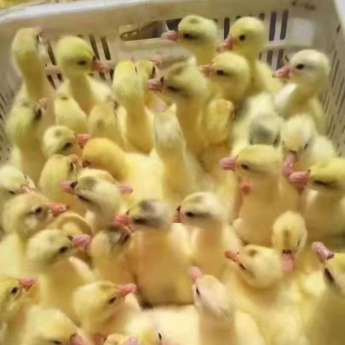宠物鸭鹅大三花 四季鹅霍尔多巴吉鹅鸭顺丰快递
