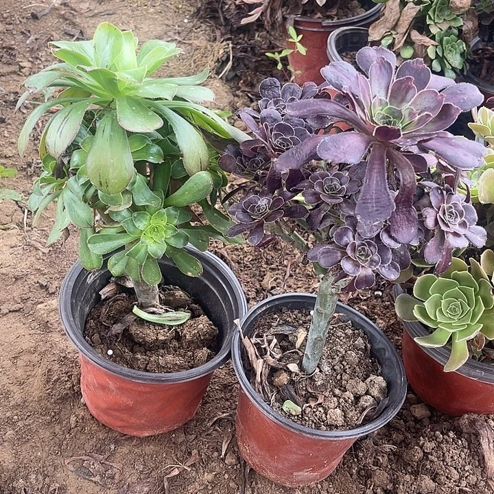 2棵玫瑰玫瑰玫瑰玫瑰