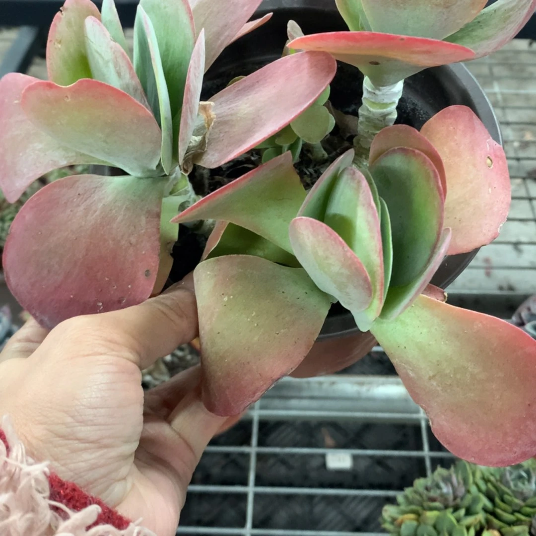 鸿**生唐印多肉植物群生