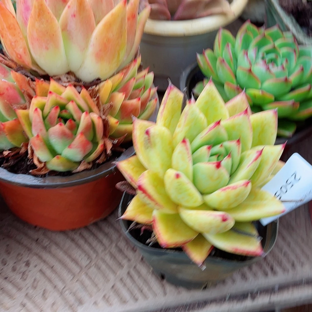 25059多肉植物一物一拍