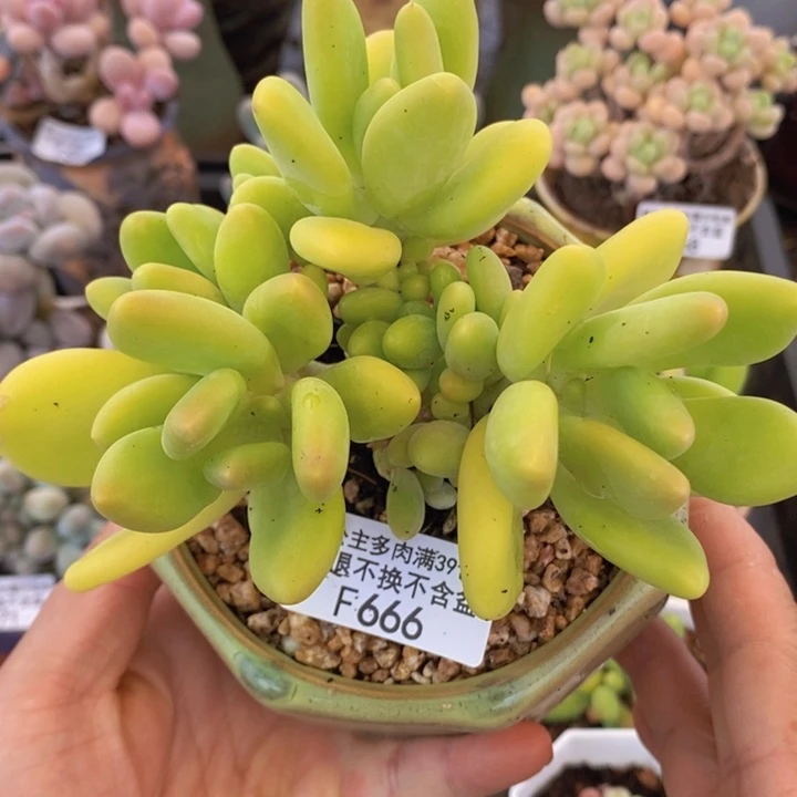 芒果奶12cm666多肉植物