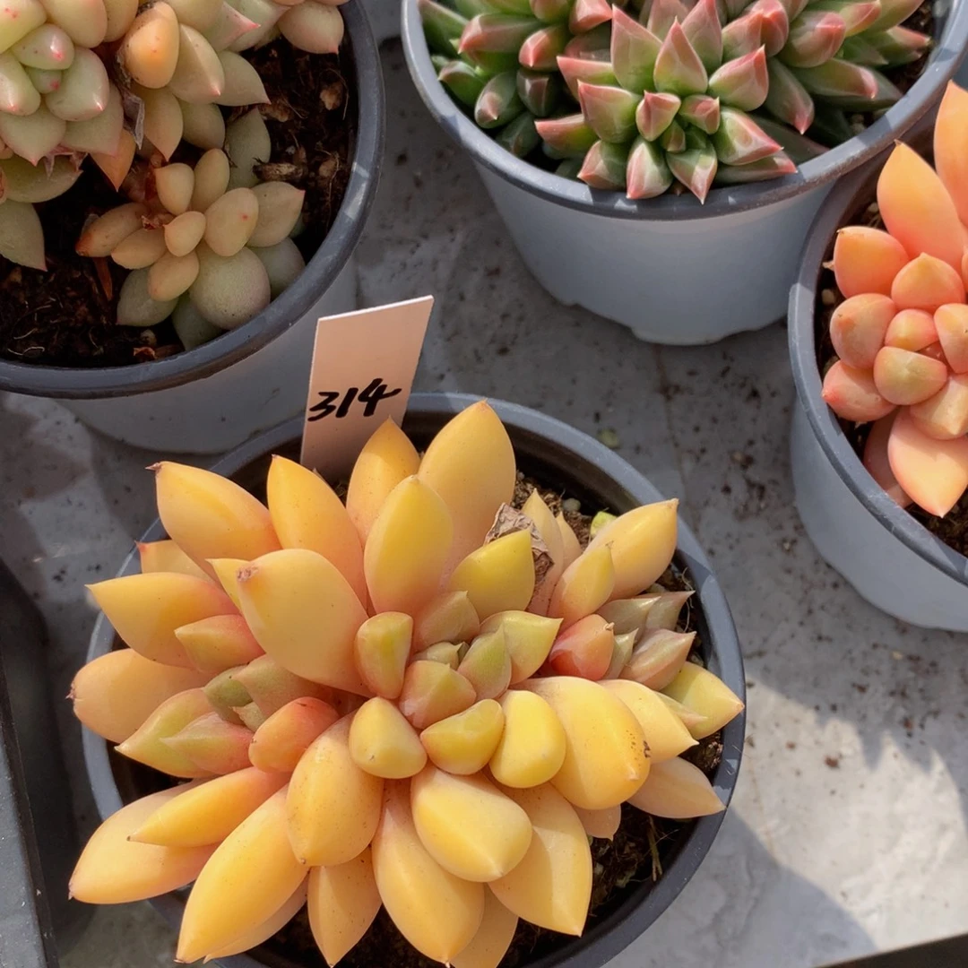 红象牙72727272727272