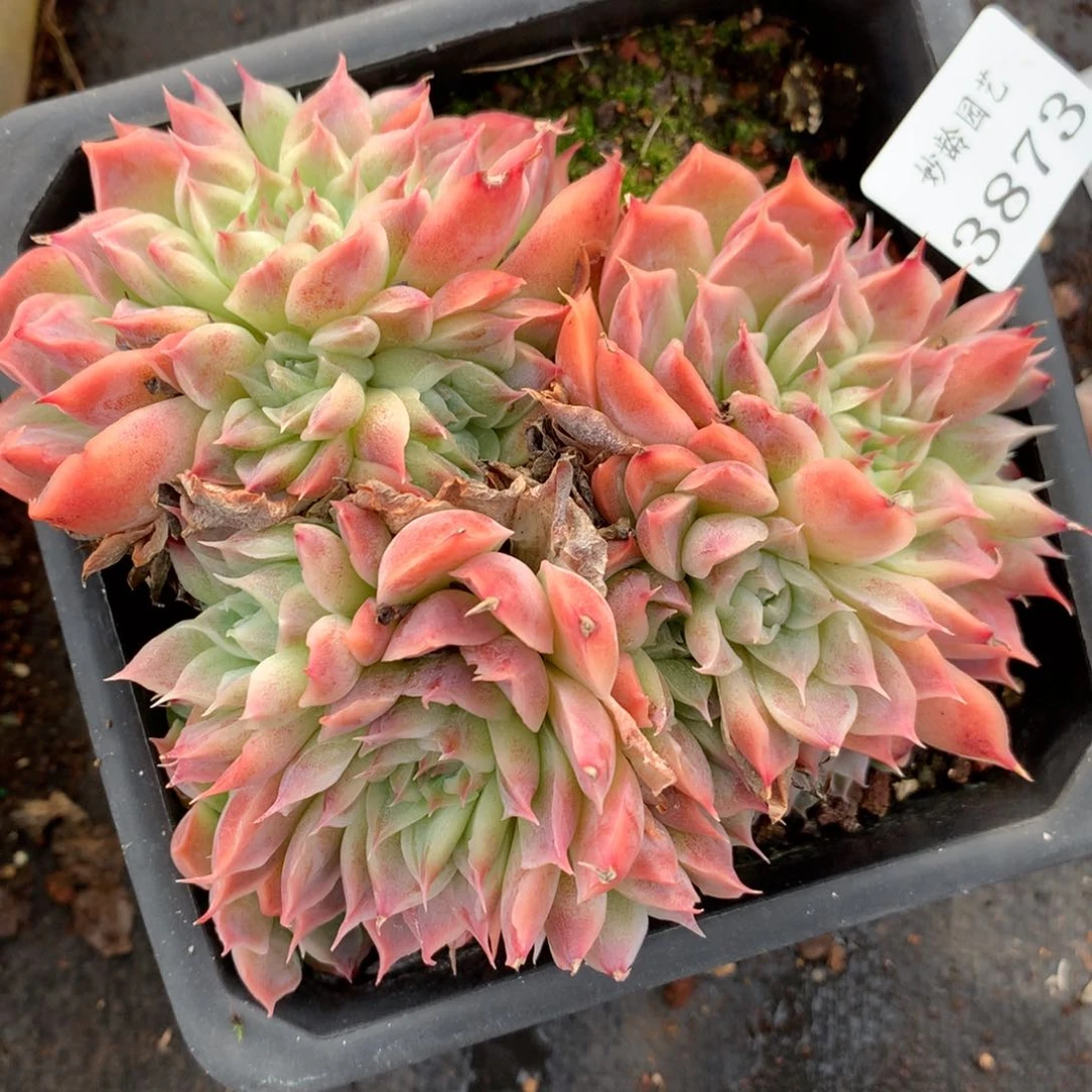 3873杂交多肉老桩