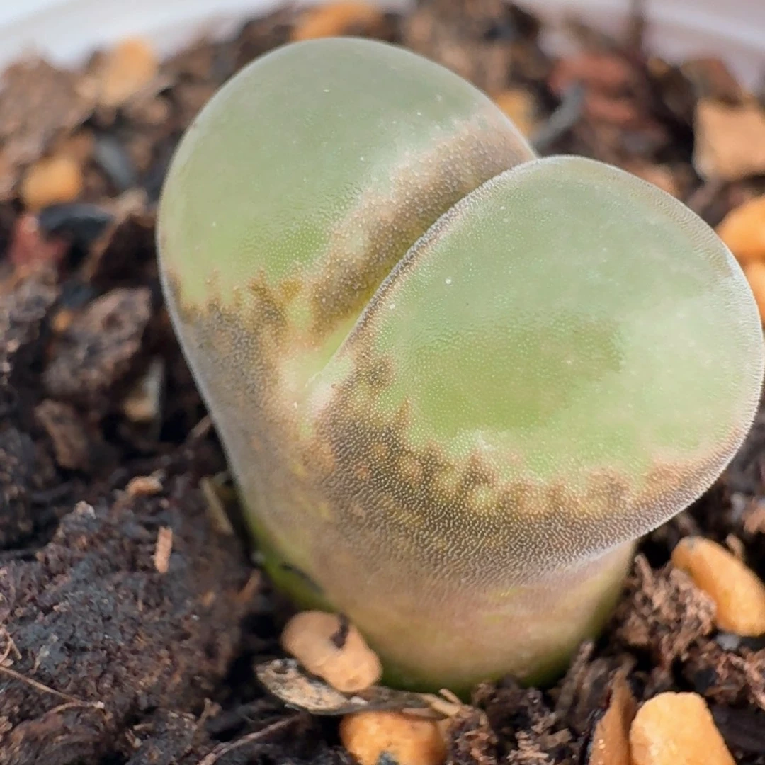 749带盆土发货红网格风铃