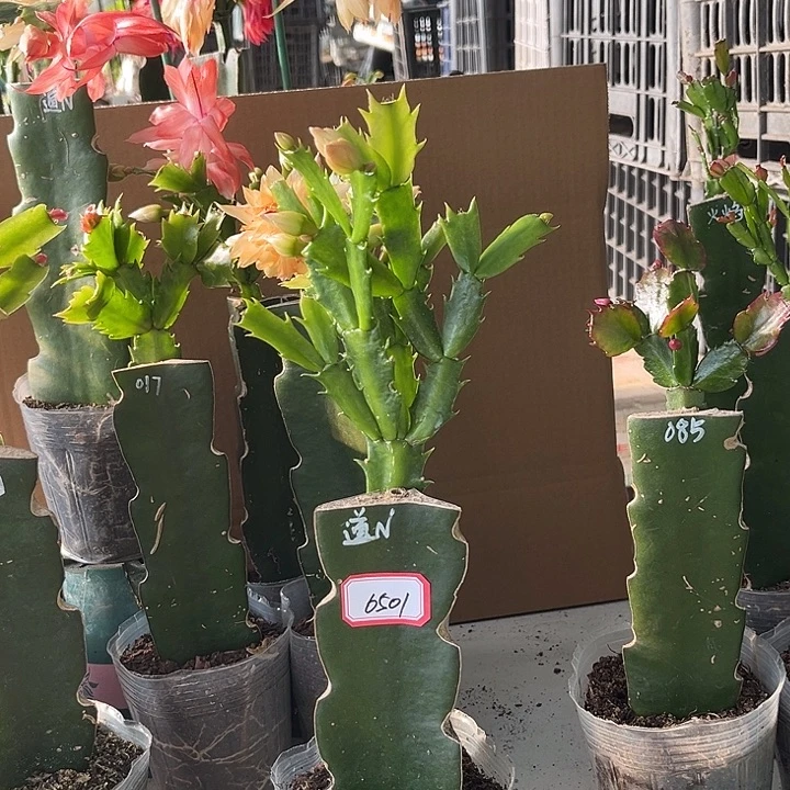 用***0当前无花朵，栽培后可花朵道恩