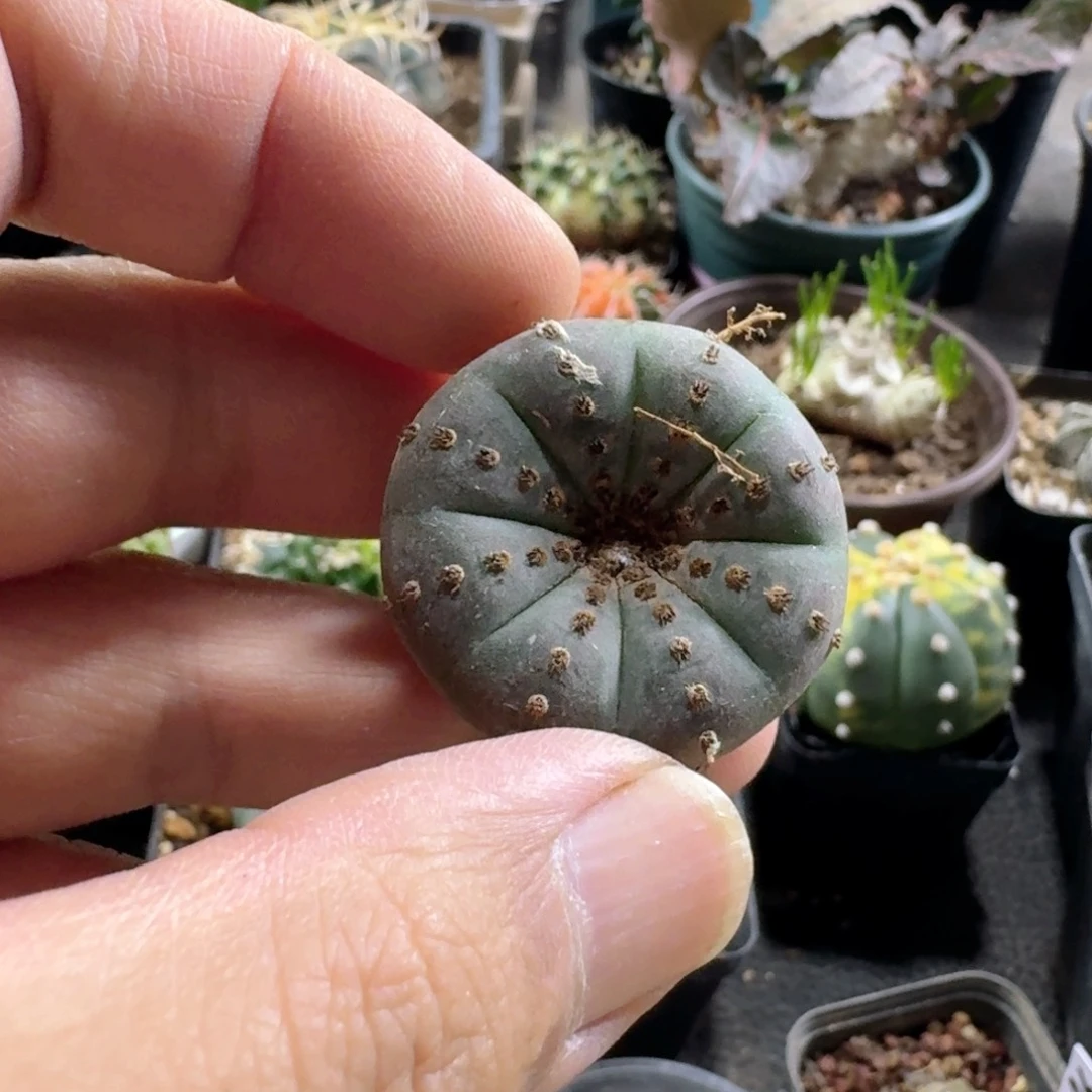 秋***静607艳肌士童实生脱土发货