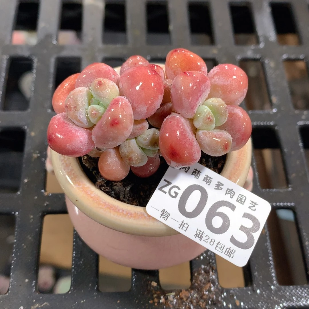 肉萌萌拇指盆精控多肉ZG063