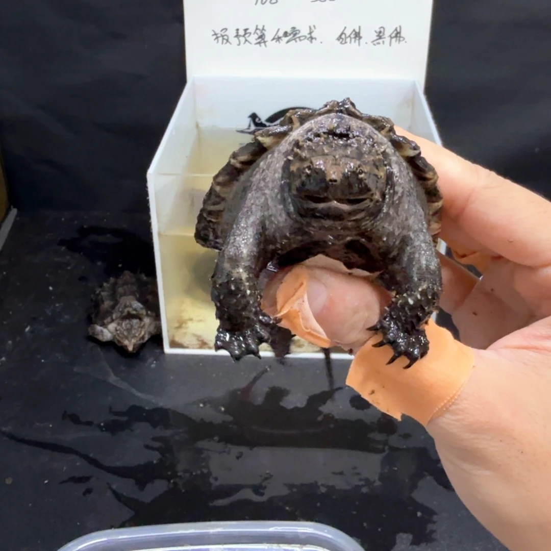 绿毛龟母7.5公分炭黑爆刺全品佛