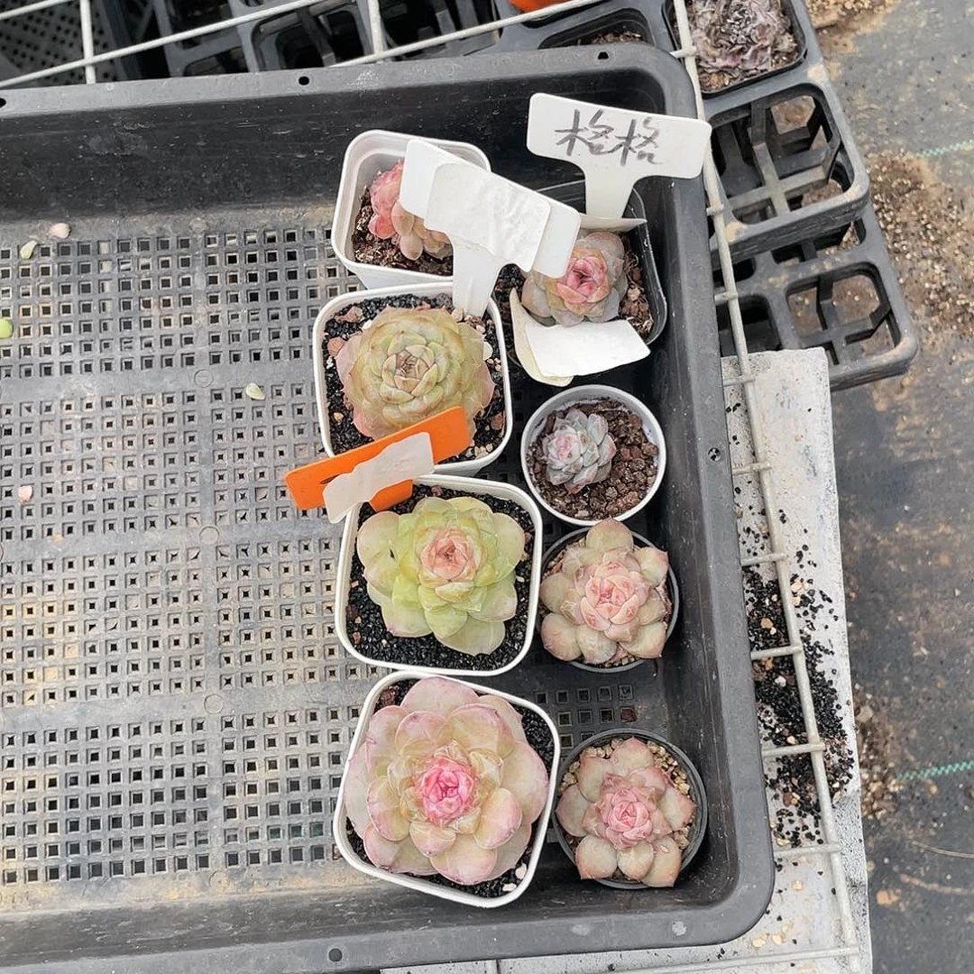 来啊福利！精品多肉框拍