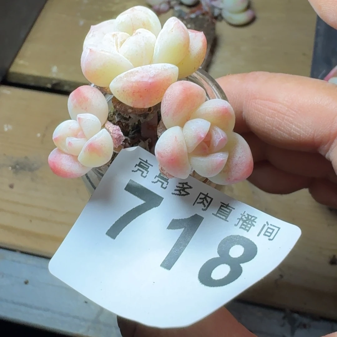 悦***丶冰玉          摇身一变高富帅，一夜暴富动作快