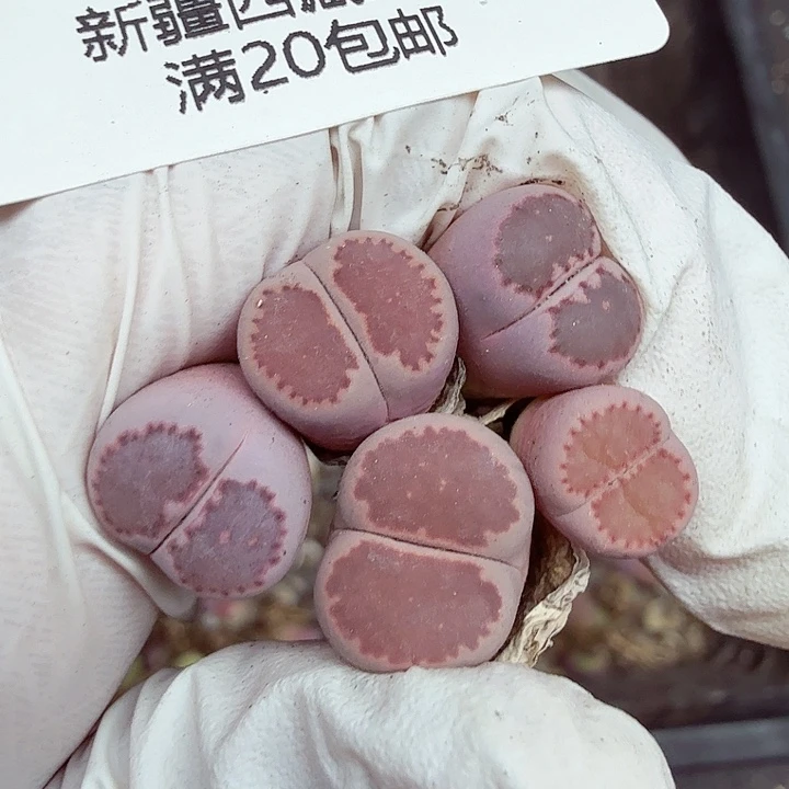 是一个不想被束缚到不喜欢276好