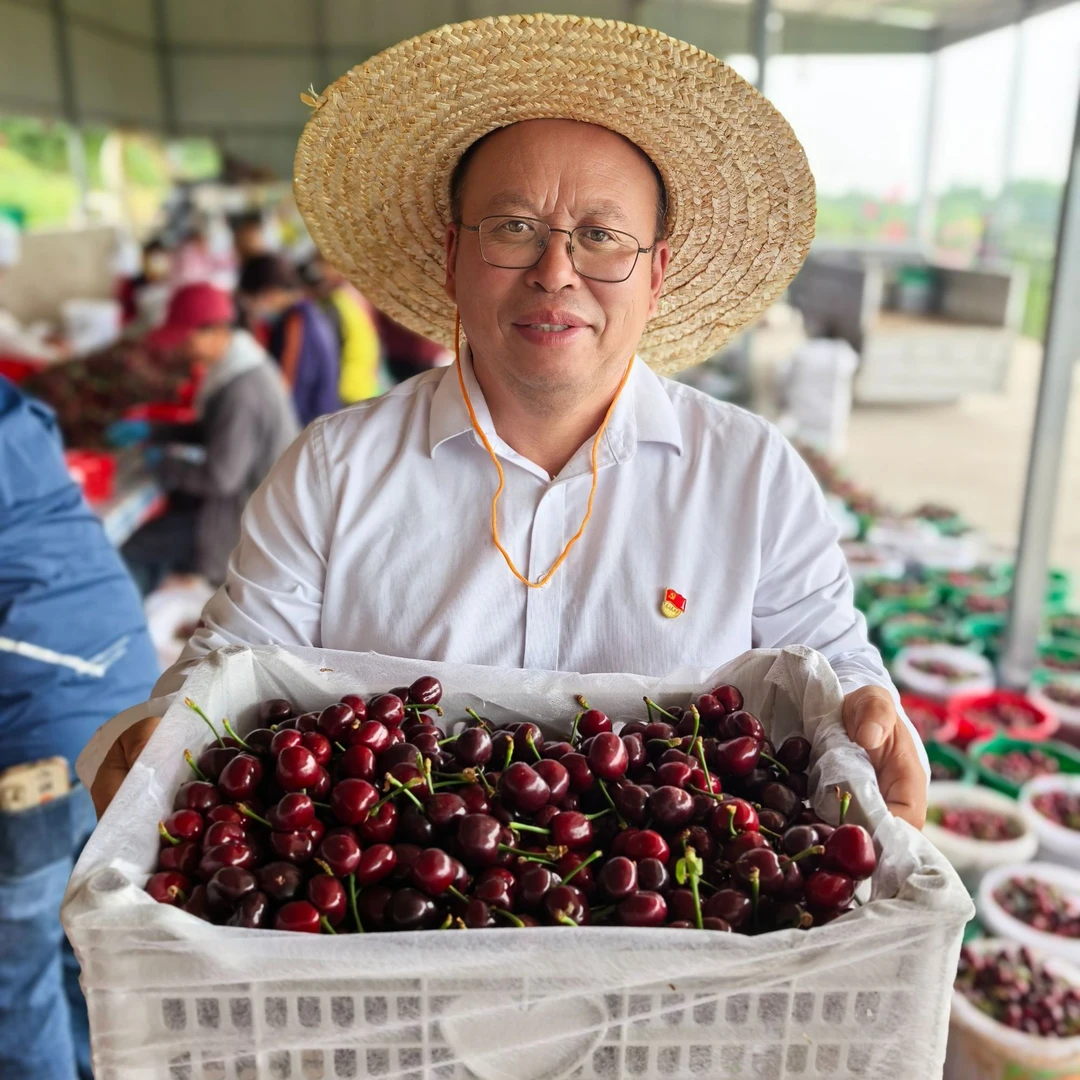 WXD-【次日达】现摘露天<美早>大樱桃4J-8J 毛重5斤左右 当天采摘产地直发顺丰速运包邮樱桃新鲜水果美早樱桃