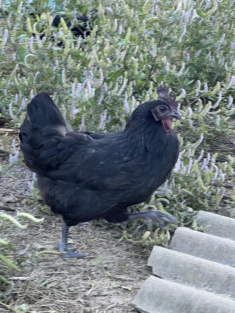 桃花源～绿壳蛋跑山母鸡 活发 一物一拍