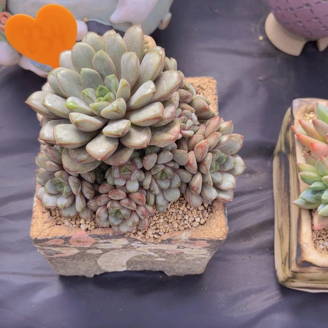 护***勇834号多肉植物一物一拍