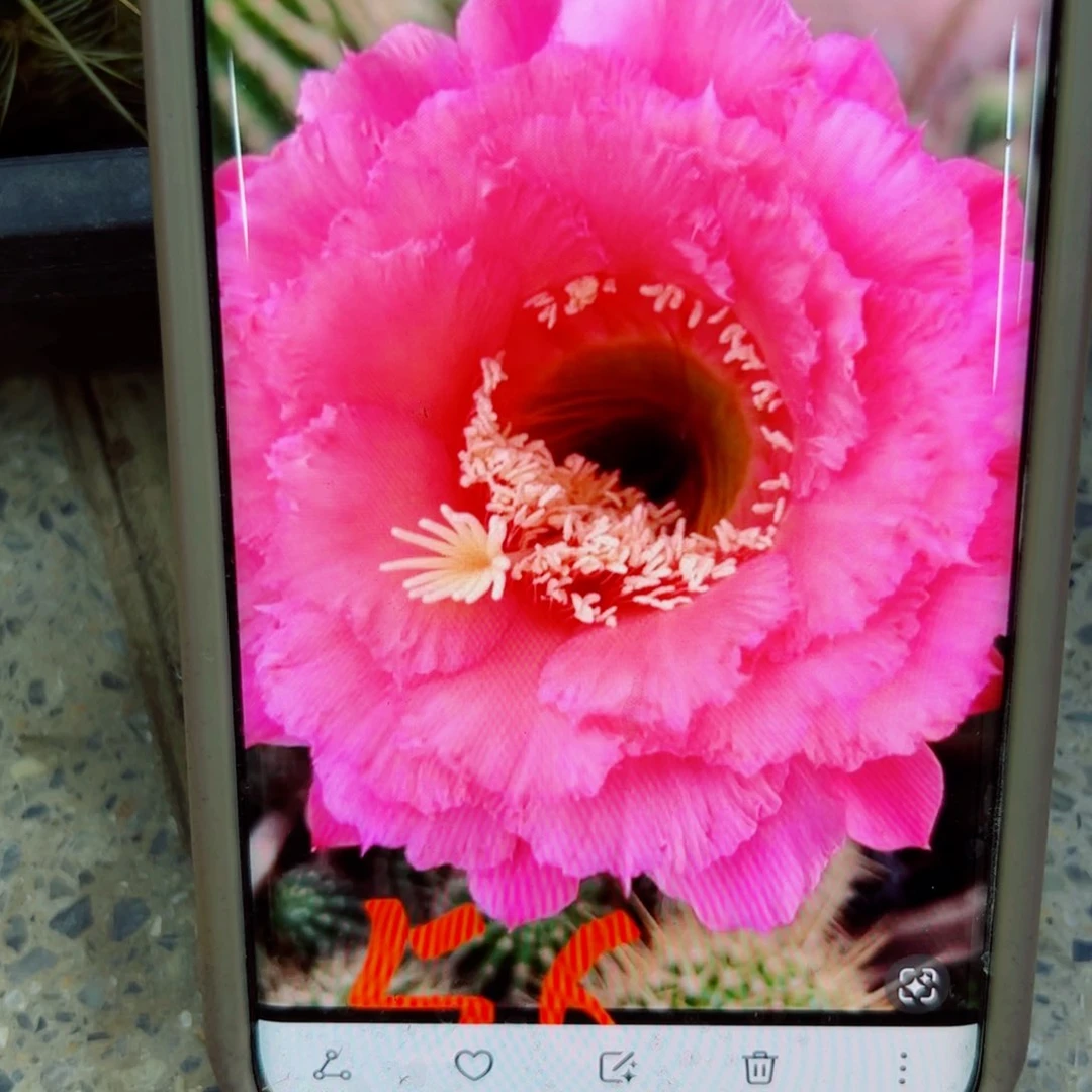 下82毛56 歪无根侧芽5公分左右20包邮