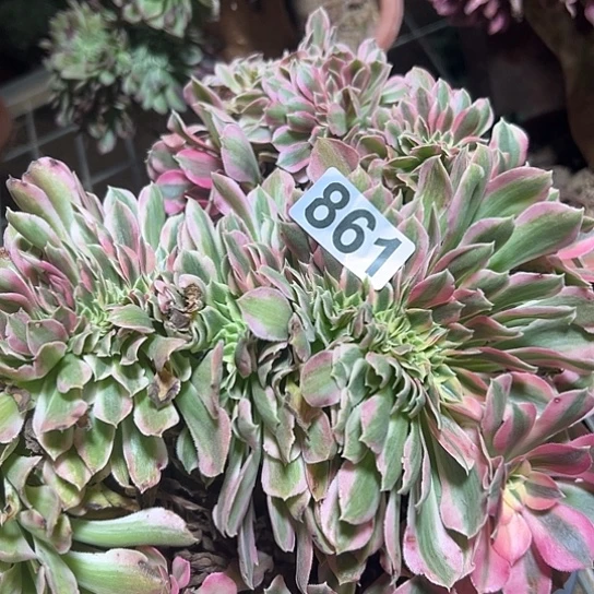 用***2多肉植物一个女巫861