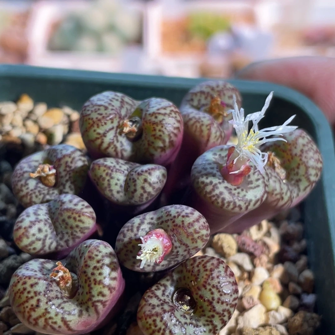 红椒安贞植物一物一拍