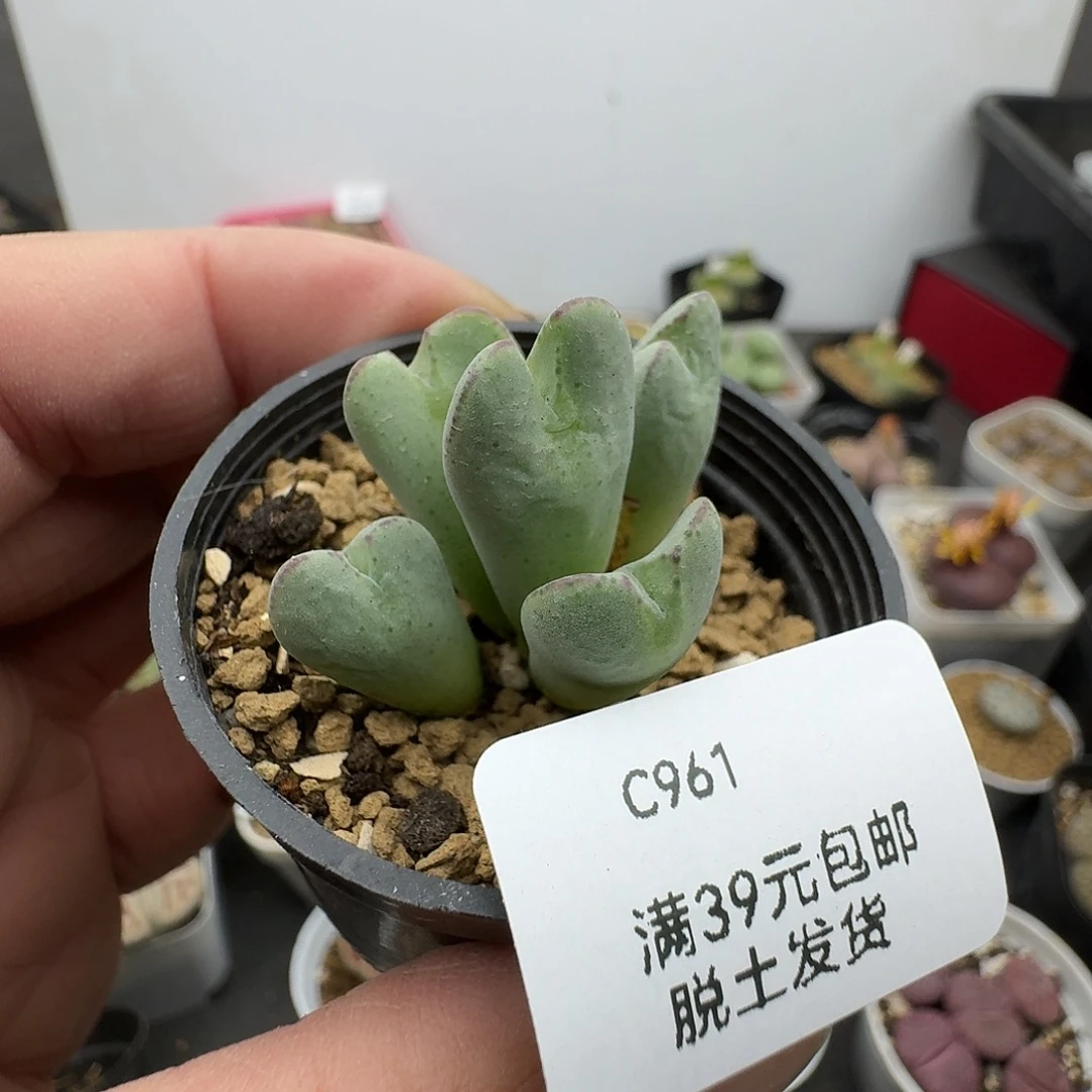 961多肉哈哈哈哈哈哈哈