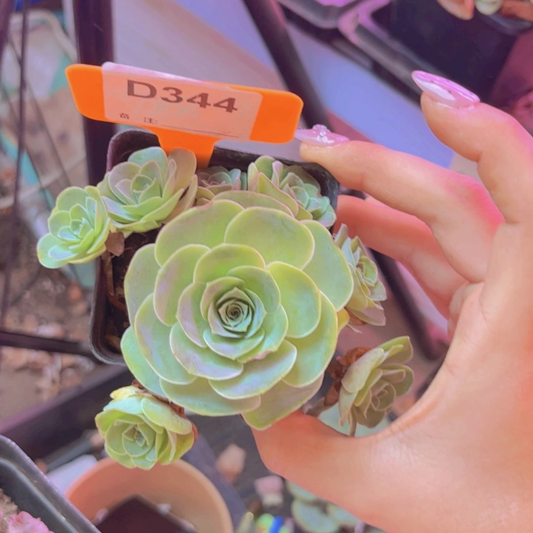 344山地玫瑰绿色