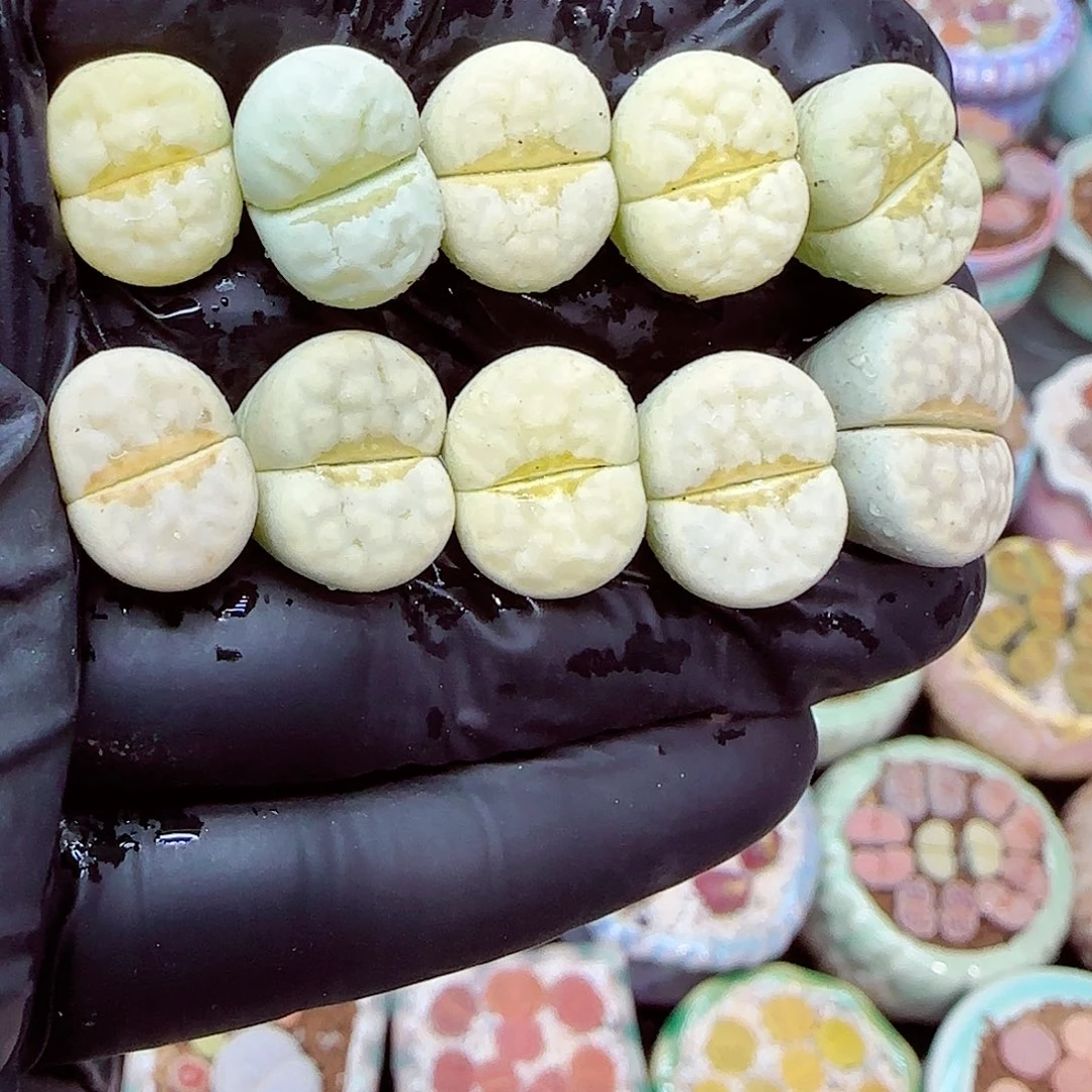 生石花满18包邮1231-26