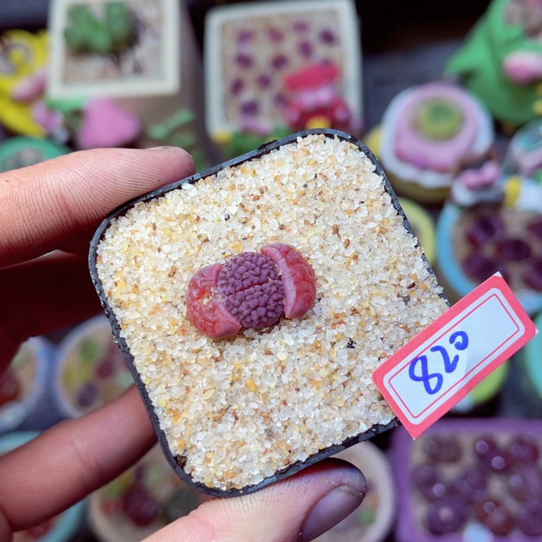 820生石花带盆发