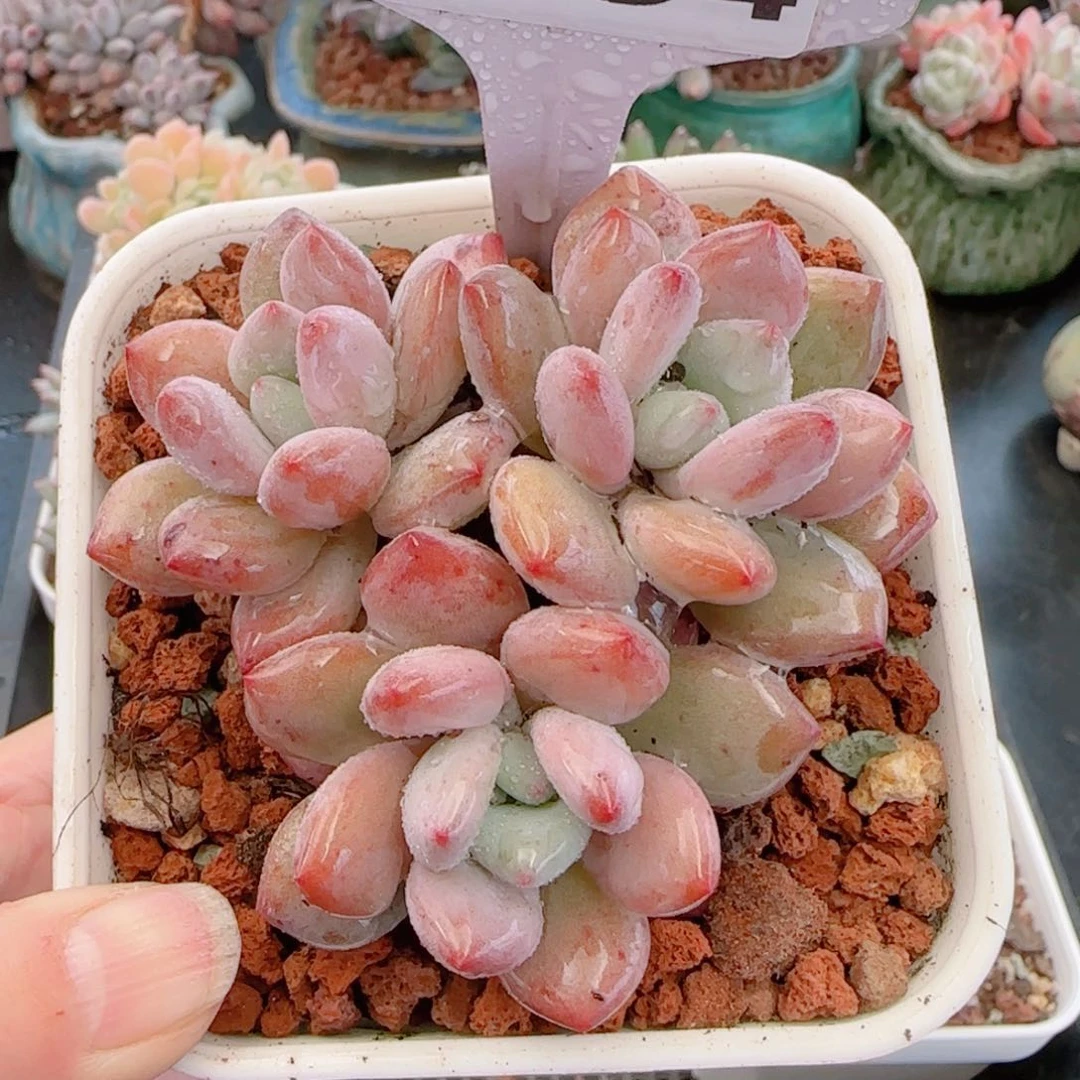 多肉植物7834…………..