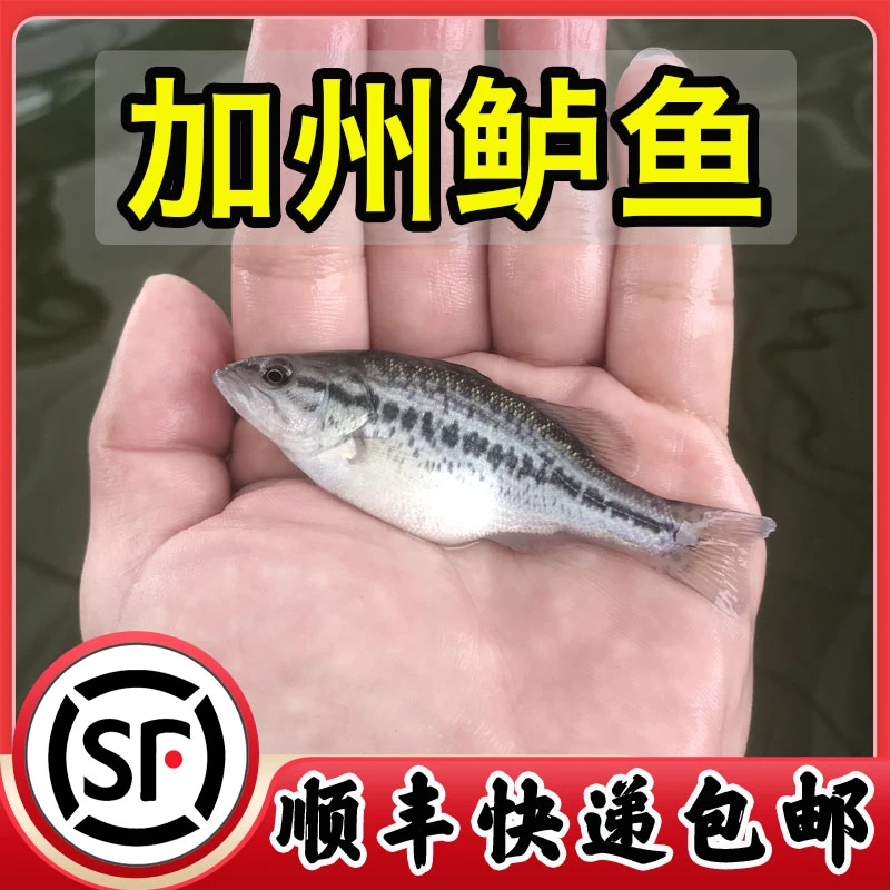 加州鲈鱼 大口黑鲈 淡水鲈鱼 冷水鱼 优鲈三号 路亚鱼 鱼缸水族