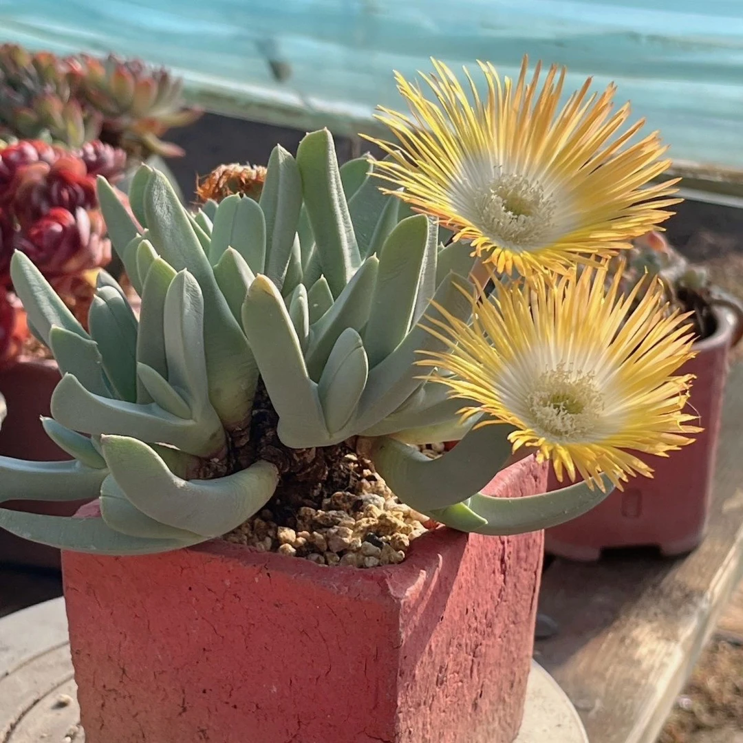 凑满15元包邮，蟹钳多肉